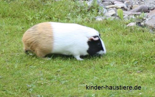 Meerschwein