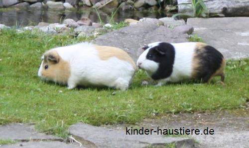 zwei Meerschweinchen