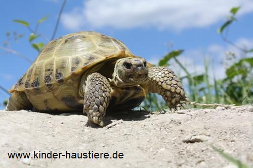 Steppenschildkr&ouml;ten oder Vierzehenschildkr&ouml;ten