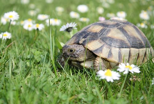 Haustiere für Kinder - Landschildkröten